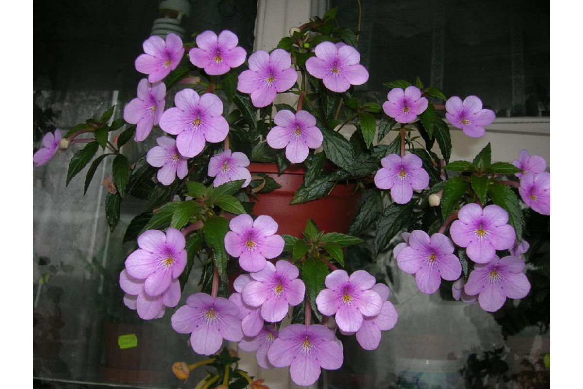 Фото ахименес peach blossom