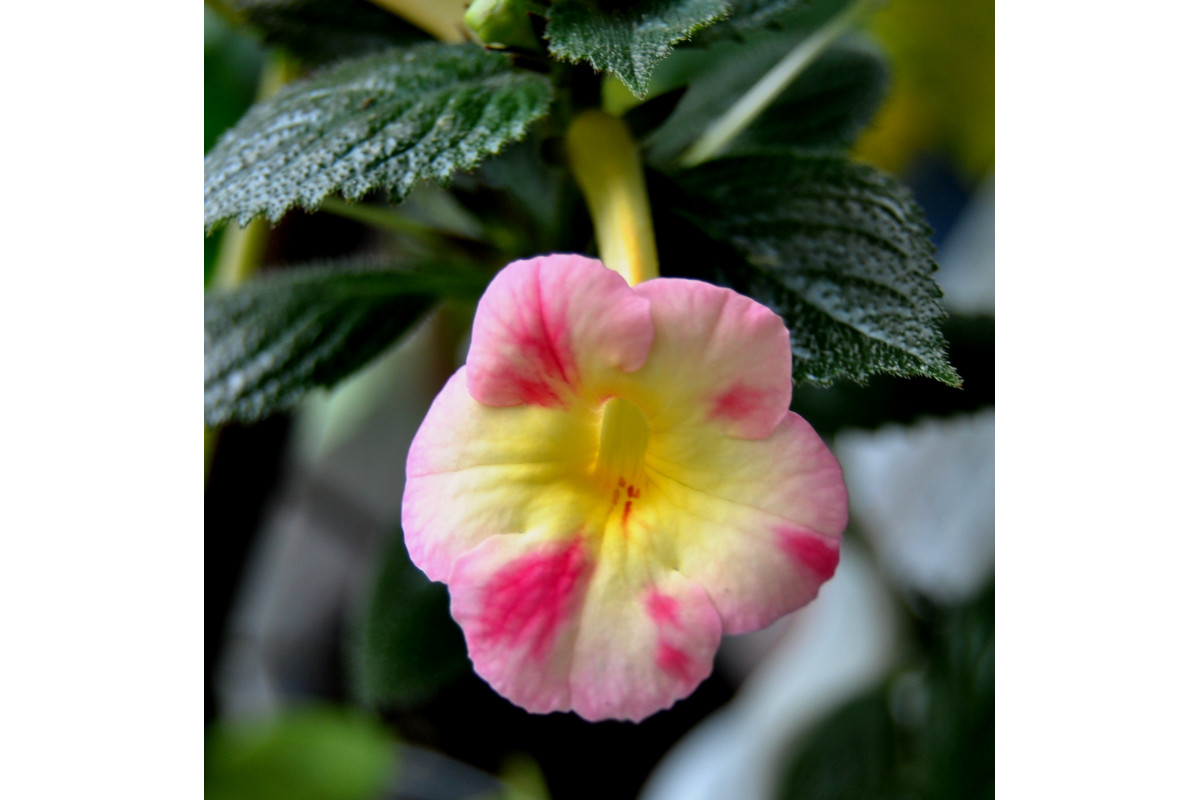 Ахименес yellow english rose фото