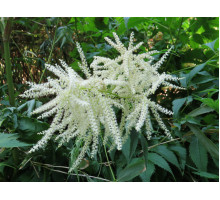 Aruncus dioicus