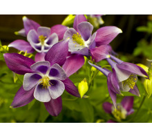 Aquilegia